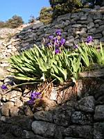 Iris (01) (Photo F. Mrugala)